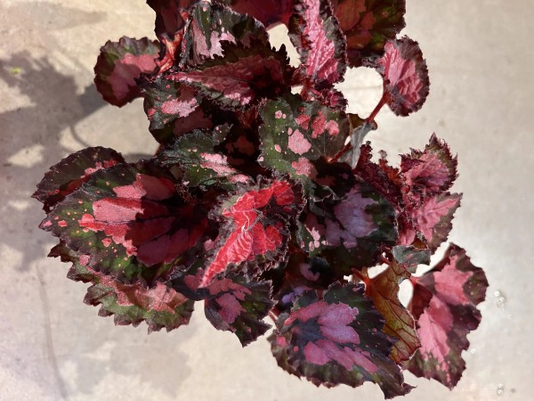 25+ эффектных растений в осенних оттенках для вашего дома 25+ эффектных растений в осенних оттенках для вашего дома