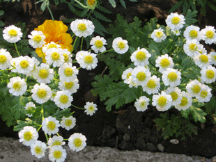 Ромашки Ромашки