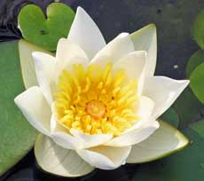 Кувшинка, или нимфея