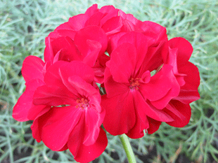 Пеларгония садовая Пеларгония садовая