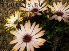 Остеоспермум Остеоспермум