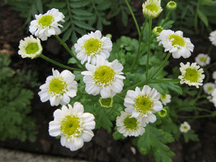 Ромашки Ромашки