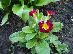 Примула, или первоцвет весенний Примула, или первоцвет весенний