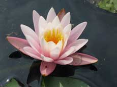 Кувшинка, или нимфея