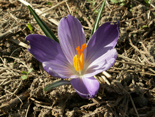 Крокус
