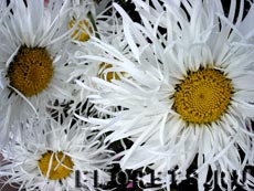 Ромашки Ромашки