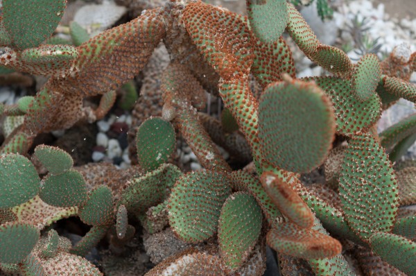 5 идеальных растений для засушливых регионов и квартир с отоплением