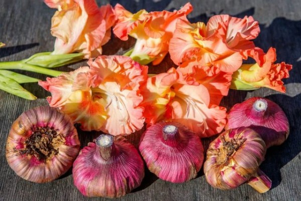 5 многолетников, которые не перенесут зиму в открытом грунте 5 многолетников, которые не перенесут зиму в открытом грунте