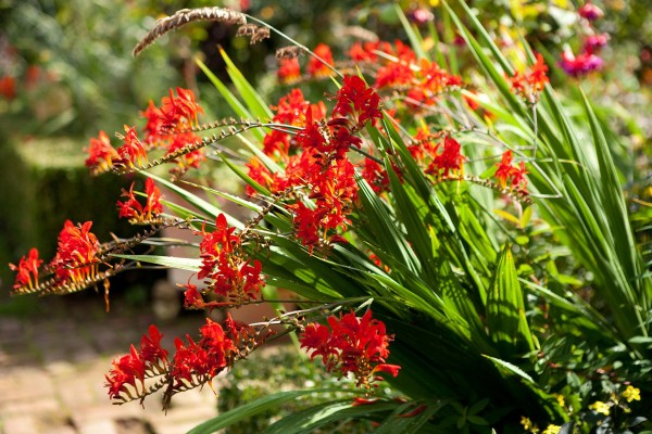 5 многолетников, которые не перенесут зиму в открытом грунте 5 многолетников, которые не перенесут зиму в открытом грунте