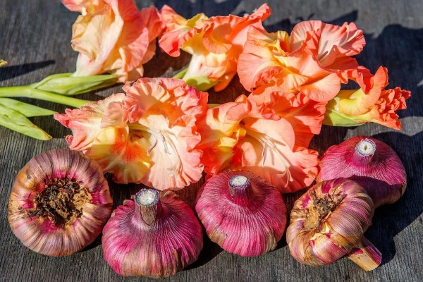 5 многолетников, которые не перенесут зиму в открытом грунте 5 многолетников, которые не перенесут зиму в открытом грунте