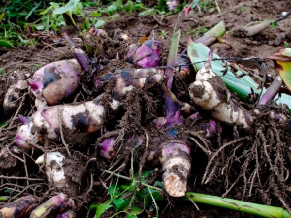 5 многолетников, которые не перенесут зиму в открытом грунте 5 многолетников, которые не перенесут зиму в открытом грунте