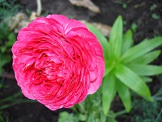 Лютик садовый Лютик садовый