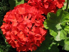 Пеларгония садовая Пеларгония садовая