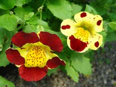 Мимулюс, или губастик Мимулюс, или губастик