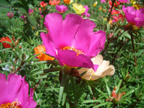 Потулак Потулак