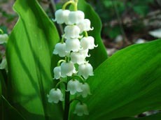 Ландыши Ландыши