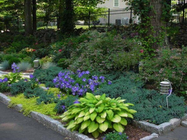 Платикодон крупноцветковый: сорта, посадка и уход