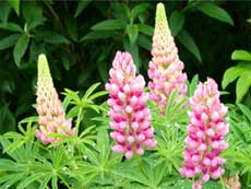 Люпин Люпин