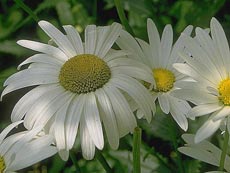 Ромашки Ромашки