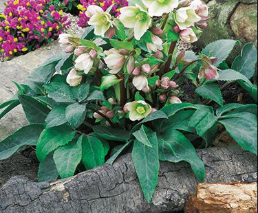 Морозник - рождественская роза