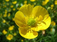 Лютик садовый Лютик садовый