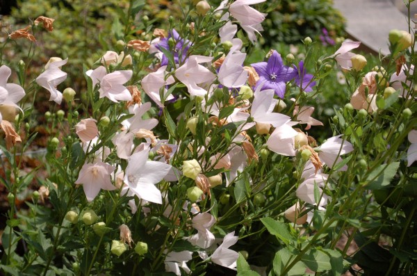 Платикодон крупноцветковый: сорта, посадка и уход