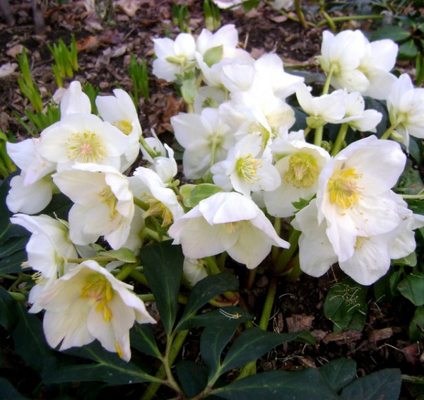 Морозник - рождественская роза