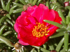 Потулак Потулак