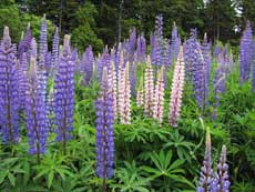 Люпин Люпин