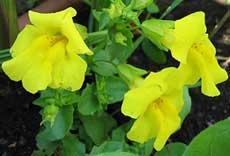 Мимулюс, или губастик Мимулюс, или губастик