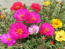 Потулак Потулак