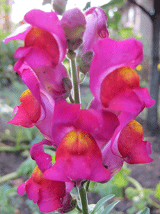 Львиный зев Львиный зев