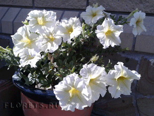 Петуния Петуния