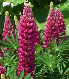 Люпин Люпин