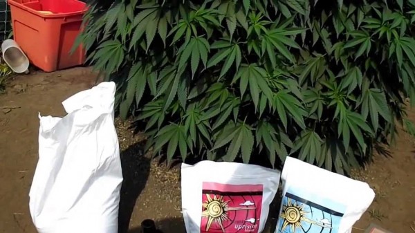 Подкормки и удобрения для садовых цветов и растений Подкормки и удобрения для садовых цветов и растений