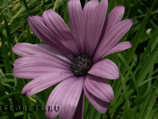 Остеоспермум Остеоспермум