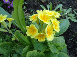 Примула, или первоцвет весенний Примула, или первоцвет весенний