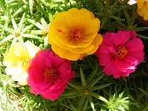 Потулак Потулак