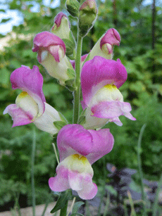 Львиный зев Львиный зев