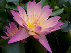 Кувшинка, или нимфея