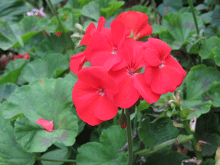 Пеларгония садовая Пеларгония садовая