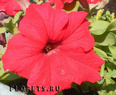 Петуния Петуния