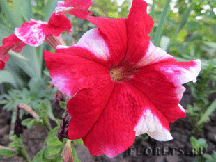 Петуния Петуния