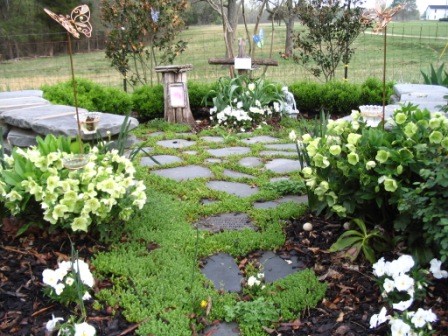 Морозник - рождественская роза