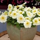 Петуния Петуния