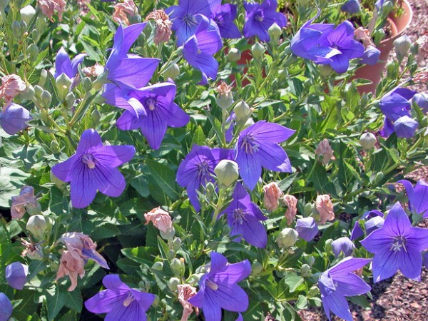 Платикодон крупноцветковый: сорта, посадка и уход