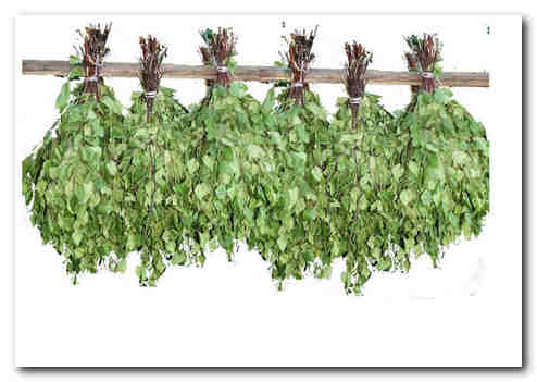 Банный веник душу тешит да тело нежит