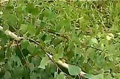 Банный веник душу тешит да тело нежит