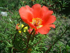 Потулак Потулак