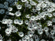 Остеоспермум Остеоспермум